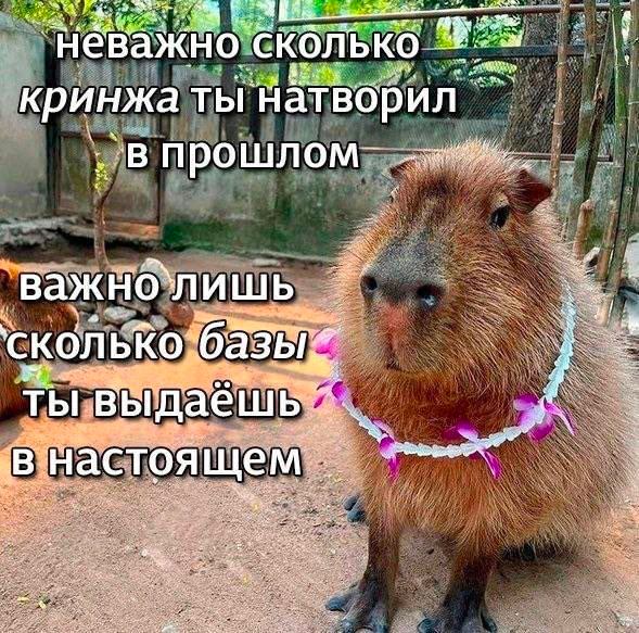 Неважно сколько кринжа ты натворил в прошлом Капибара в гавайском ожерелье "Неважно сколько кринжа ты натворил в прошлом"
