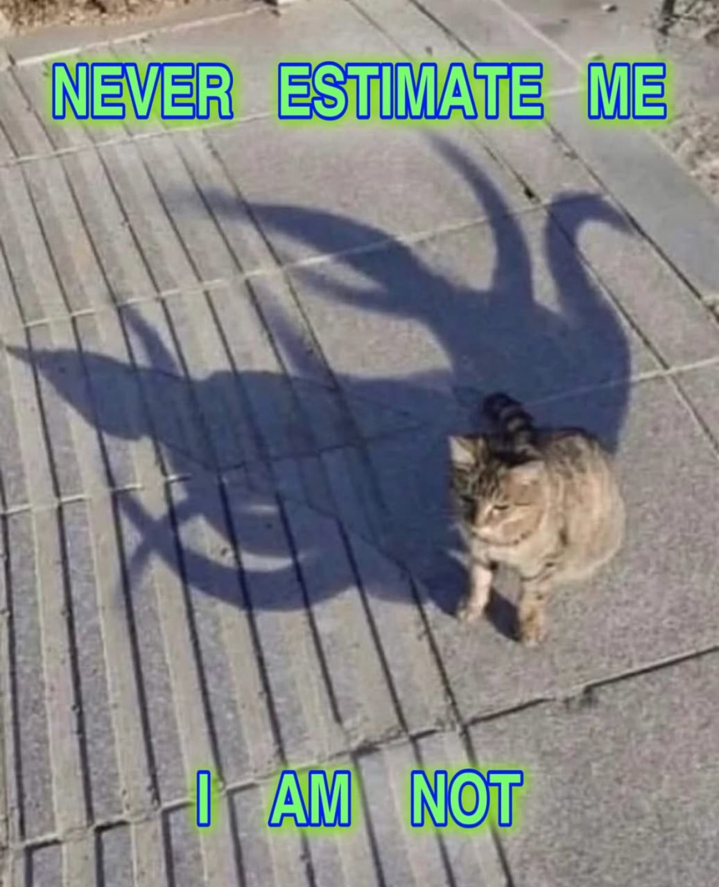 Котенок и тень лебедя Never estimate me Котенок и тень лебедя "Never estimate me, I am not"