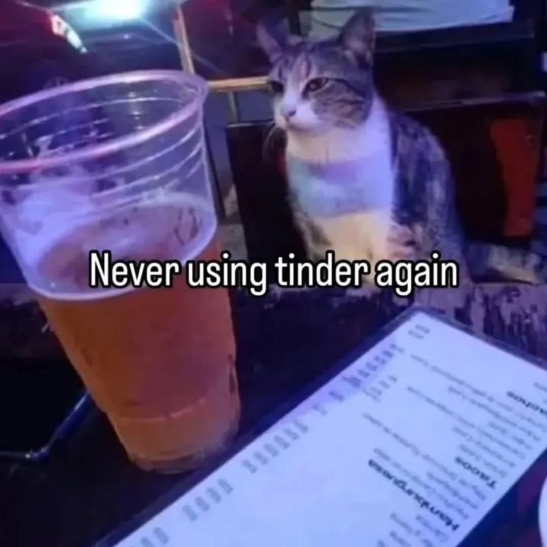 Never using tinder again кот в баре Кот сидит в баре рядом с бокалом пива и меню, с текстом «Never using tinder again» на переднем плане