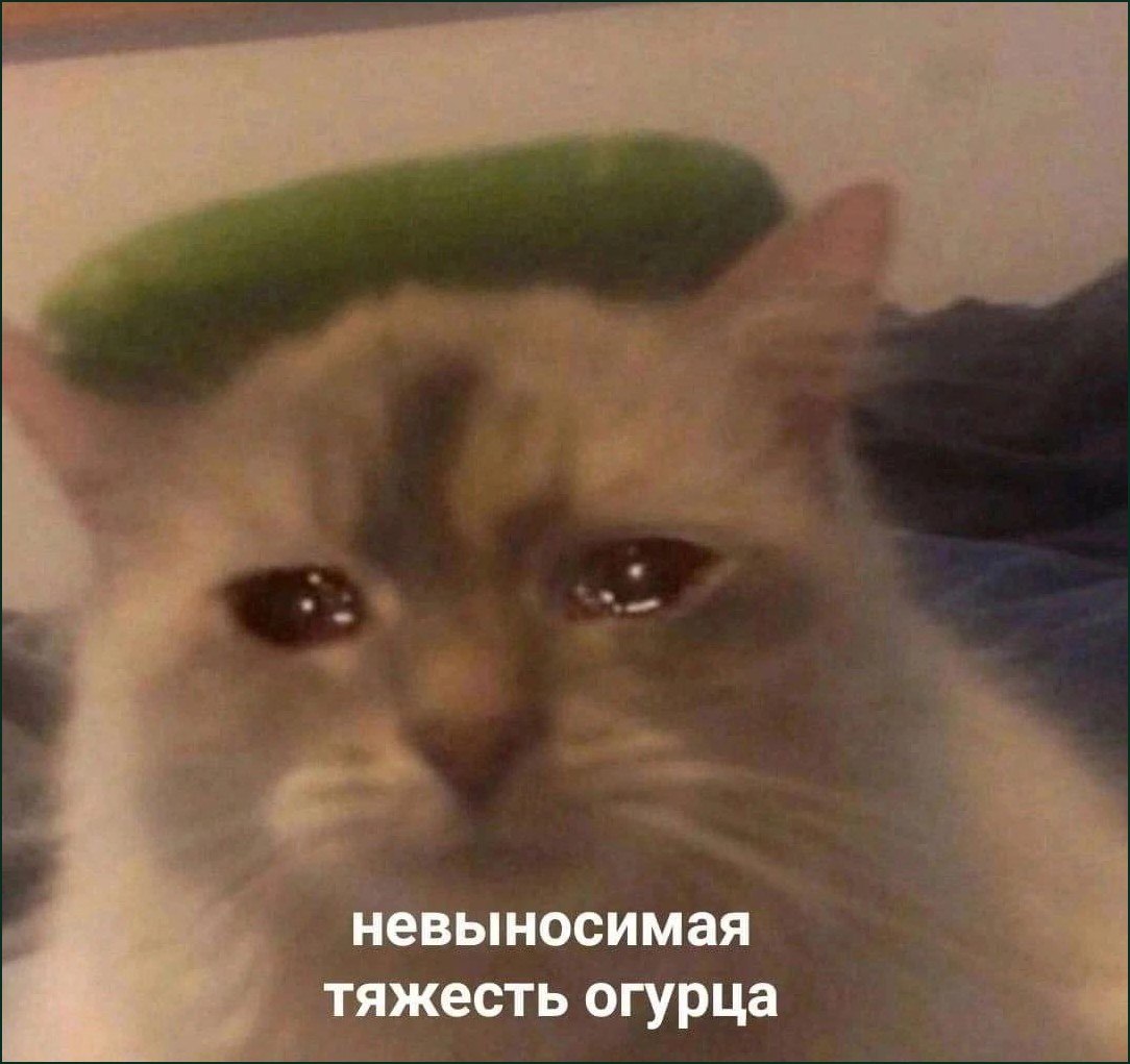 Грустный кот с огурцом на голове и подписью «Невыносимая тяжесть огурца»