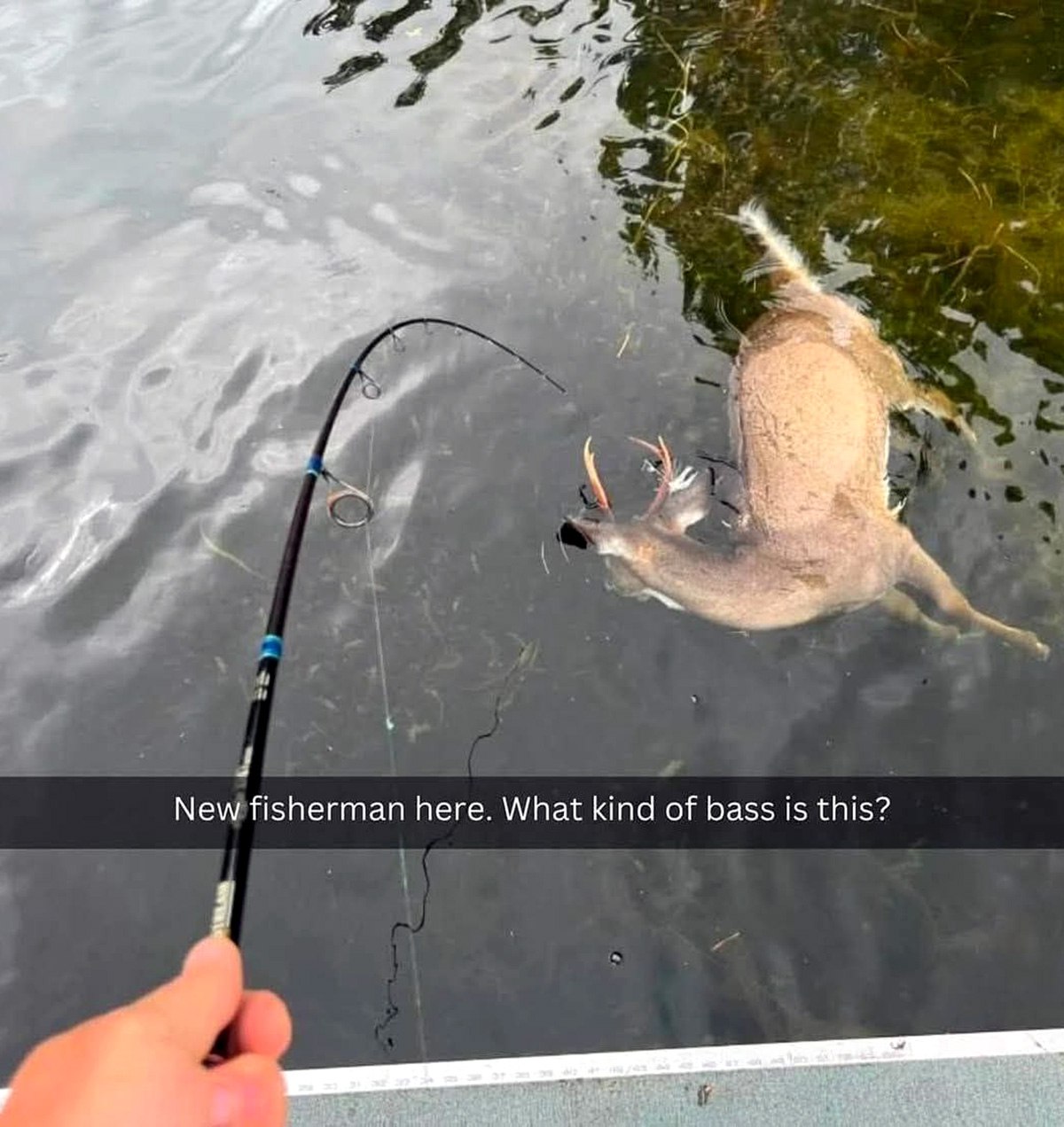 New fisherman here. What kind of bass is this? Рыбак, который поймал оленя вместо баса