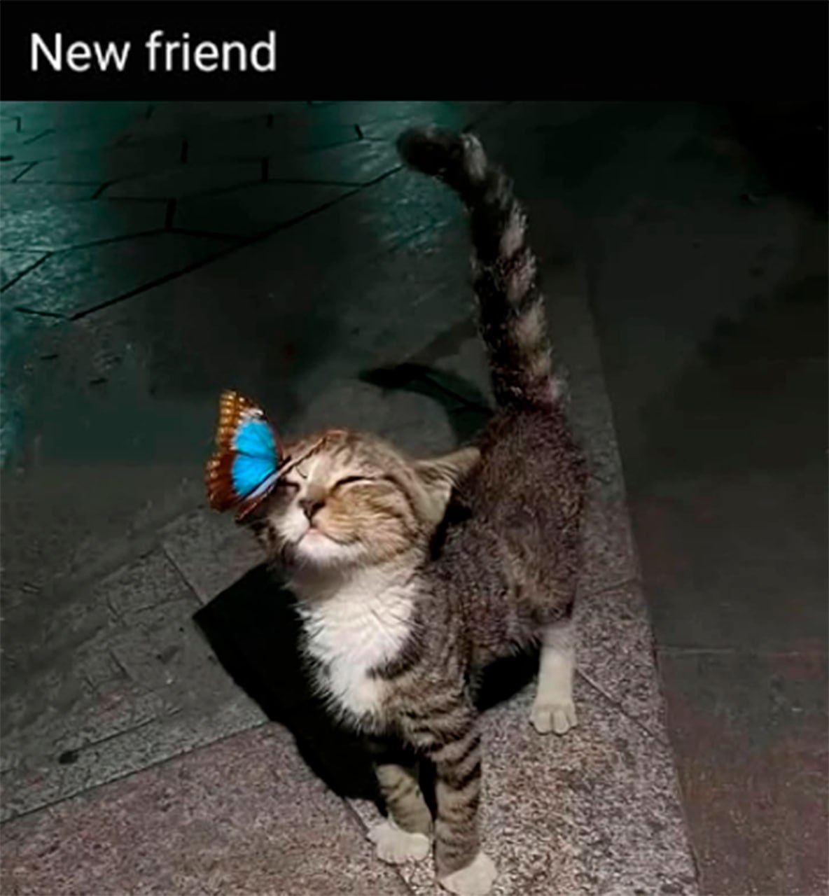 New friend с котом и бабочкой Милый кот с бабочкой на носу и надписью «New friend»