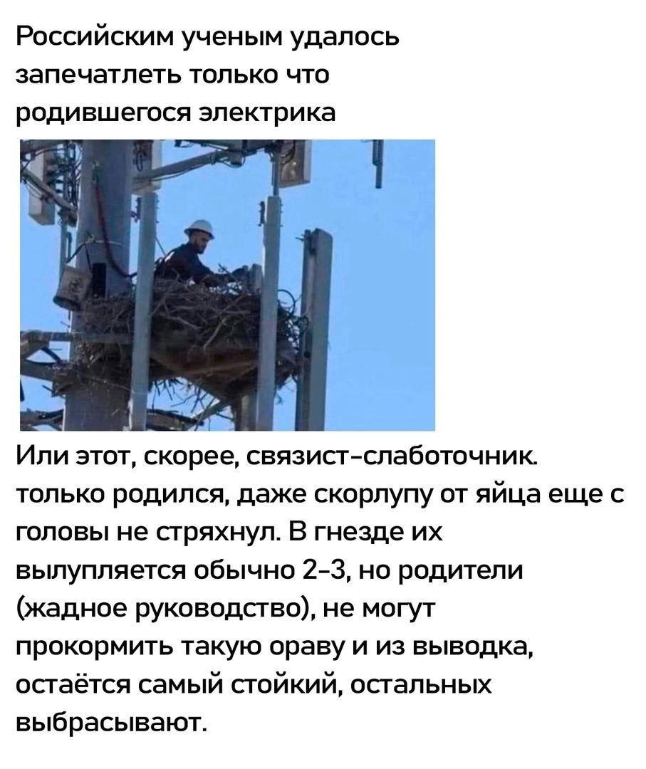 Новорожденный электрик Новорожденный электрик или связист-слаботочник в гнезде на столбе.