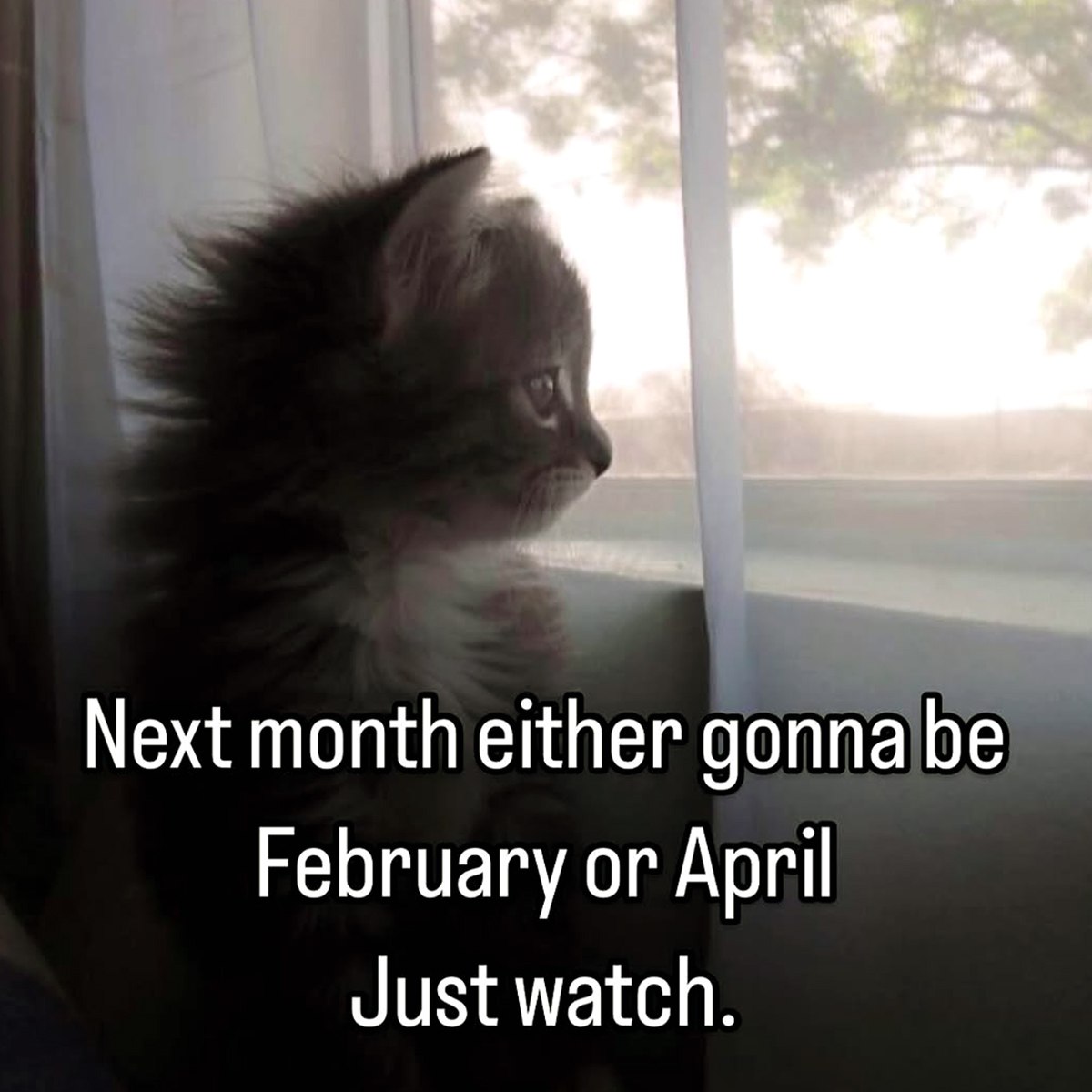 Next month either gonna be February or April Just watch На картинке изображен маленький пушистый котенок, который сидит у окна и смотрит вдаль. Перед ним виден белый тюль, а за ним – светлая улица с деревьями. Внизу картинки расположен текст.