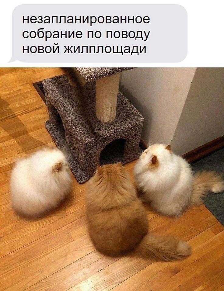 Мем с тремя пушистыми котами, сидящими вокруг кошачьего комплекса, и надписью «Незапланированное собрание по поводу новой жилплощади»