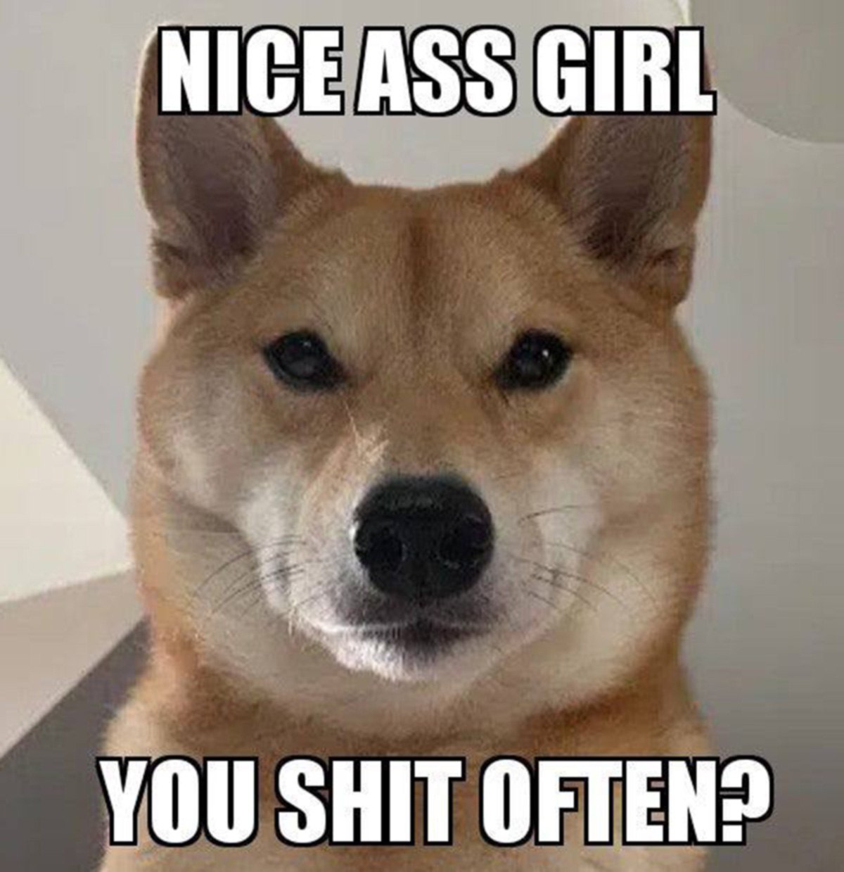 Nice ass girl. You shit often? Мем с сиба-ину и фразой "Nice ass girl. You shit often?"