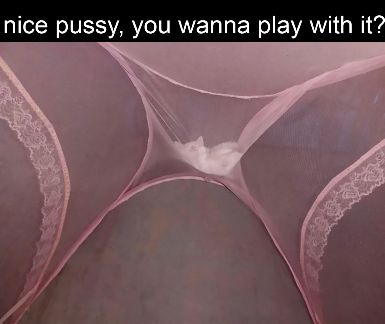 Nice pussy, you wanna play with it? Белая кошка в розовой противомоскитной сетке, которая напоминает трусики, с надписью «nice pussy, you wanna play with it?»