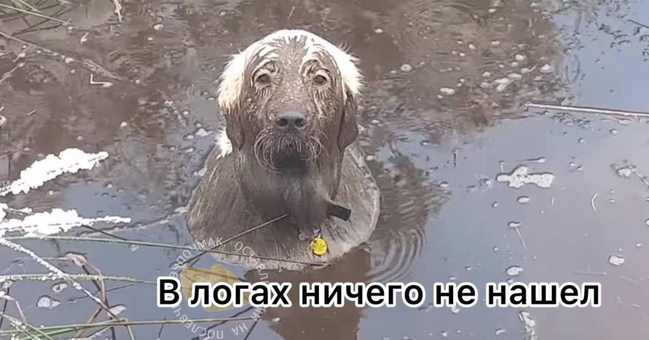 В логах ничего не нашел Уставший пёс сидит по шею в болоте с грязной, но милой мордой, а надпись гласит: «В логах ничего не нашел».