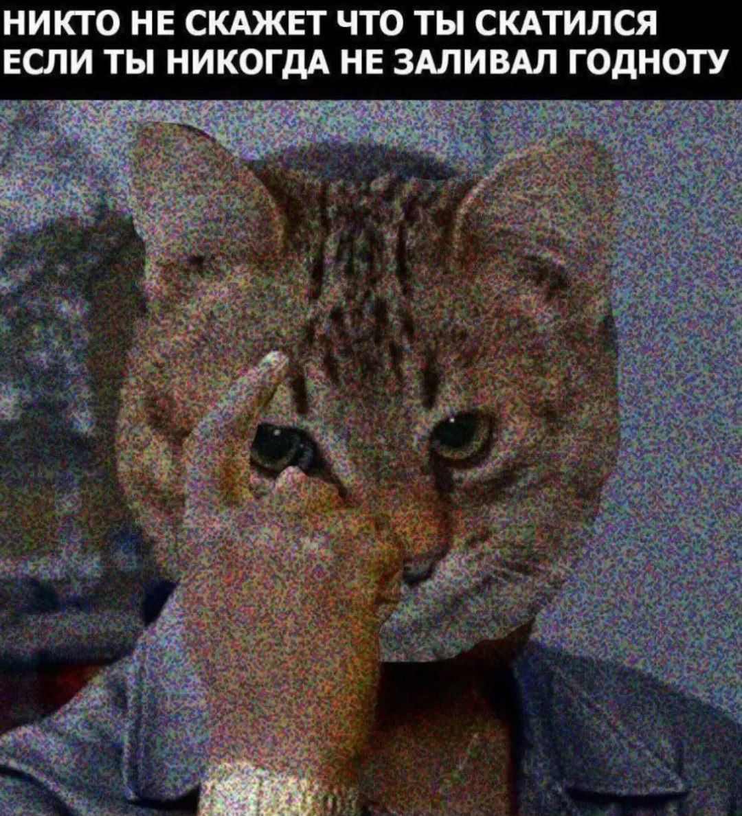 Никто не скажет что ты скатился если ты никогда не заливал годноту Мем с котом, который задумался и показывает на висок, с надписью "Никто не скажет что ты скатился если ты никогда не заливал годноту"