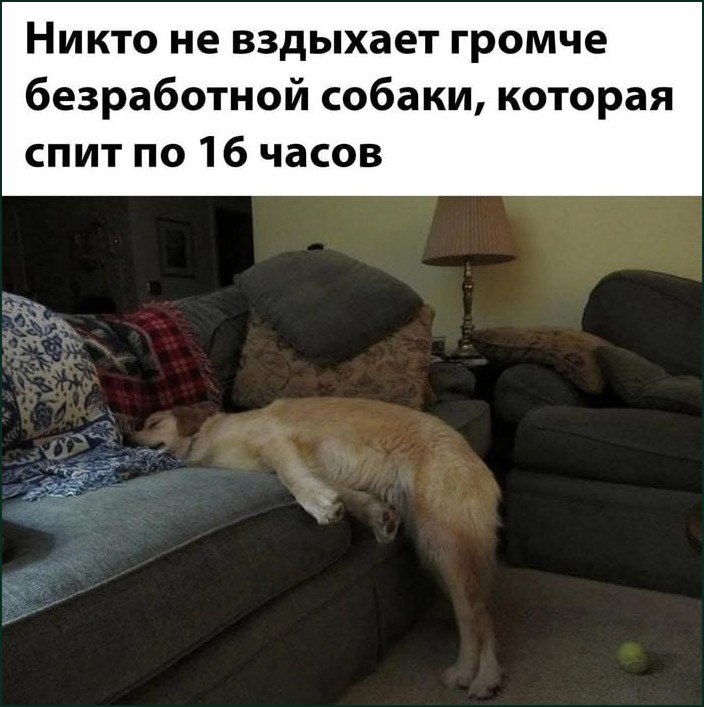 Рыжая собака лежит на диване, свесив задние лапы, и изображает безработного питомца, который спит по 16 часов и громко вздыхает.