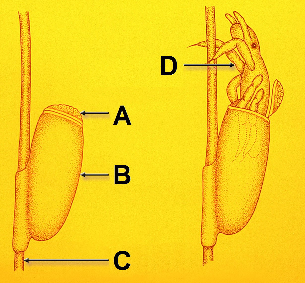 Строение гниды На изображении показано строение гниды до и во время выхода личинки