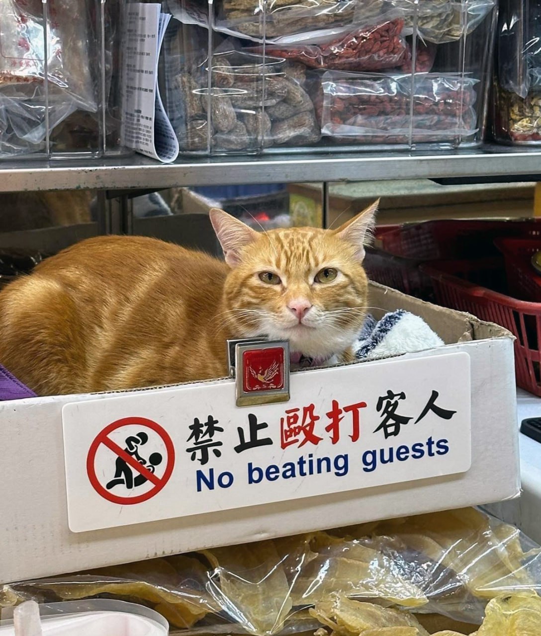 No beating guests кот в коробке Рыжий кот сидит в коробке с надписью "No beating guests"