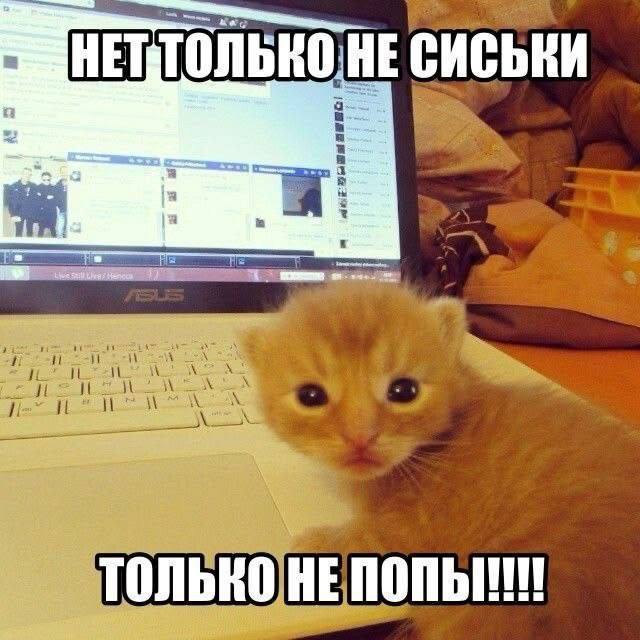 Рыжий котёнок испуганно смотрит в камеру: «Нет, только не сиськи, только не попы!!!!»