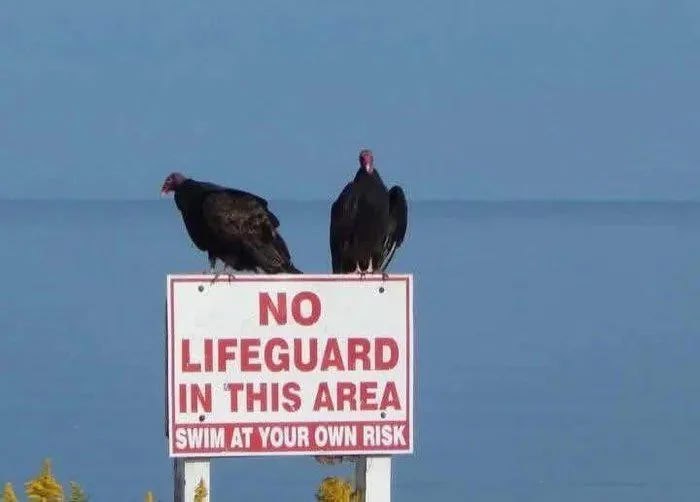 Стервятники на табличке «No lifeguard in this area» Стервятники сидят на табличке «No lifeguard in this area»