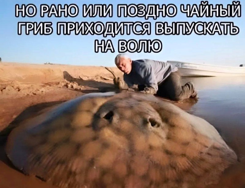 Но рано или поздно чайный гриб приходится выпускать на волю Мужчина выпускает на волю огромного ската, который выглядит как чайный гриб