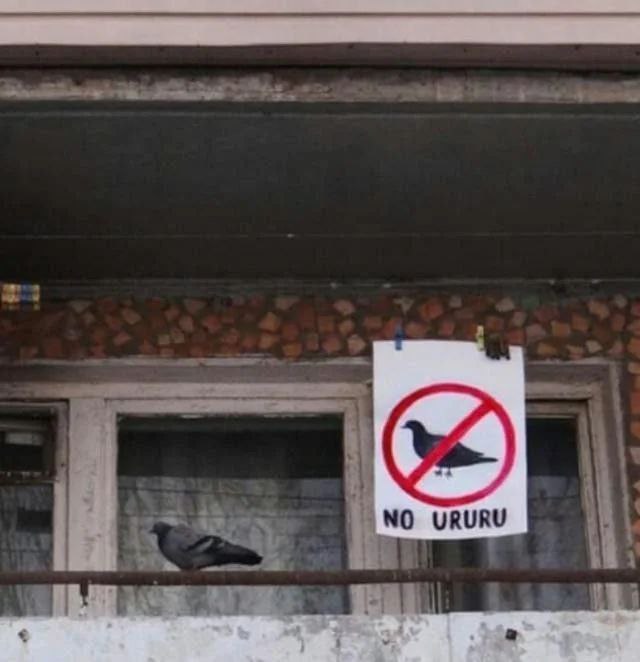 NO URURU Голубь сидит под знаком "No Ururu" на балконе