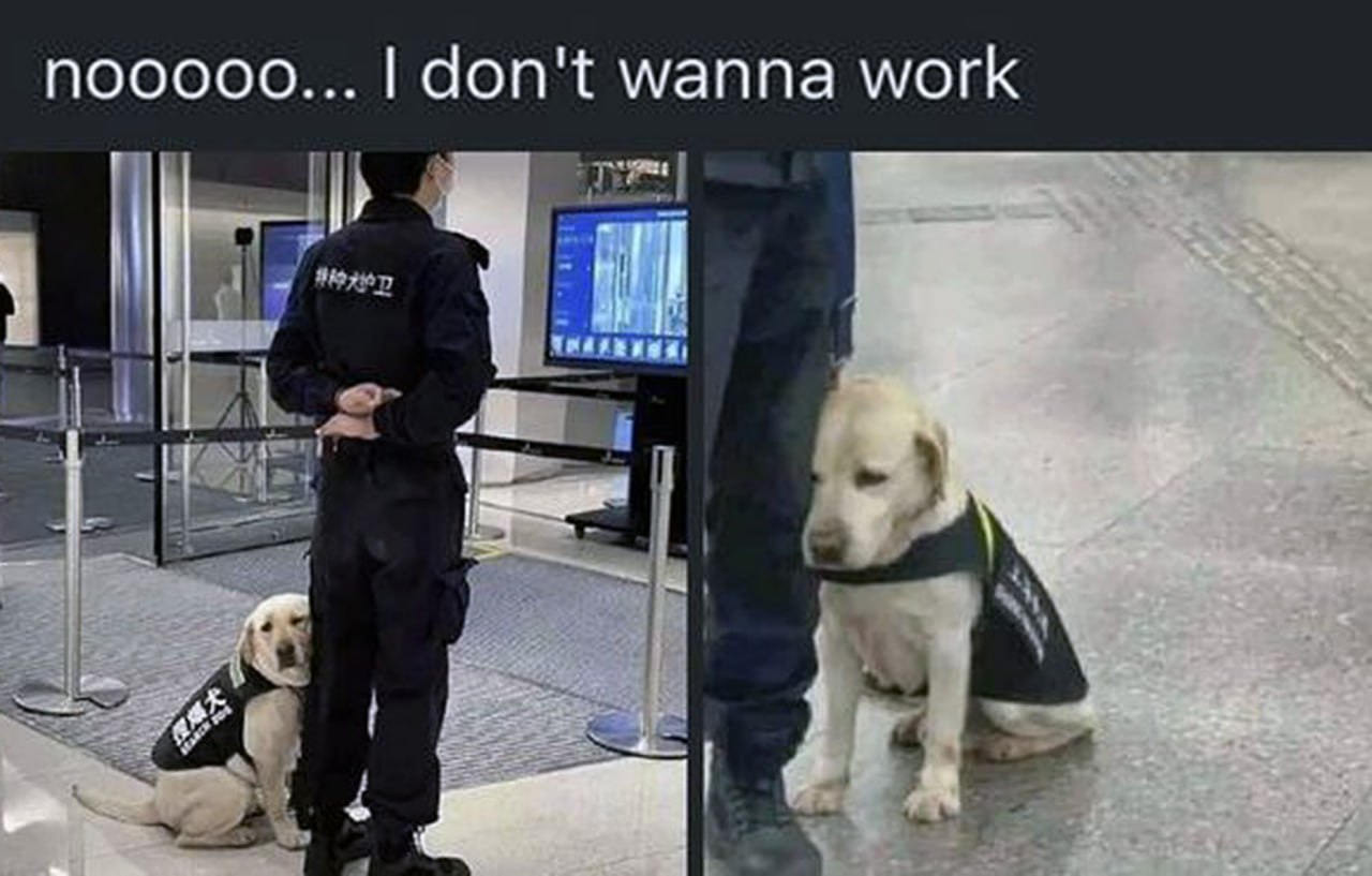 nooooo... I don't wanna work собака Уставшая служебная собака не хочет работать, прижавшись к ноге человека