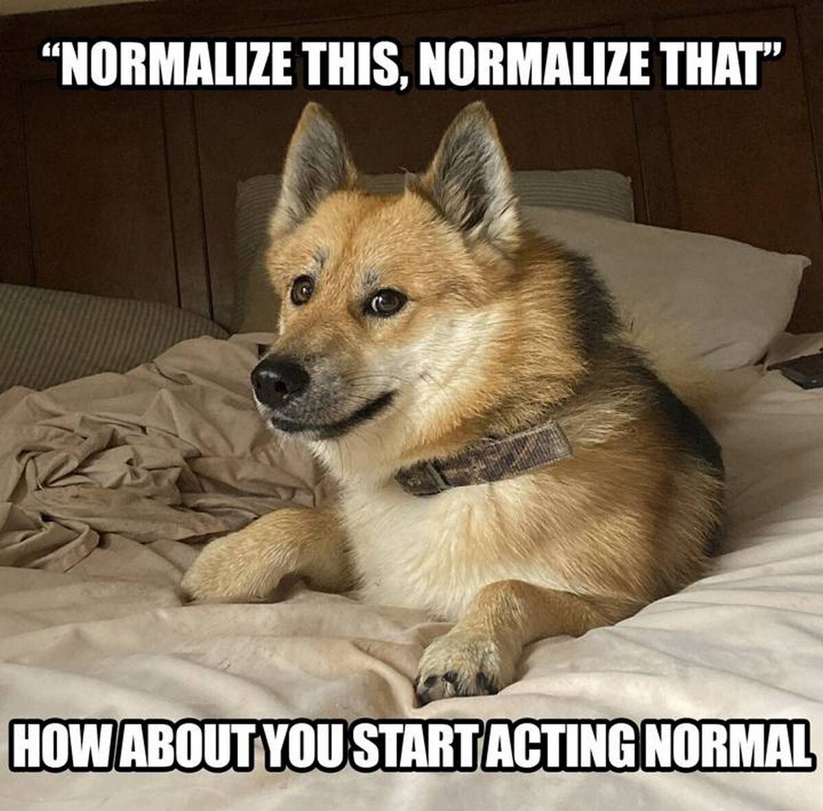 "Normalize this, normalize that" Мем с собакой, лежащей на кровати, которая говорит: «Normalize this, normalize that. How about you start acting normal»