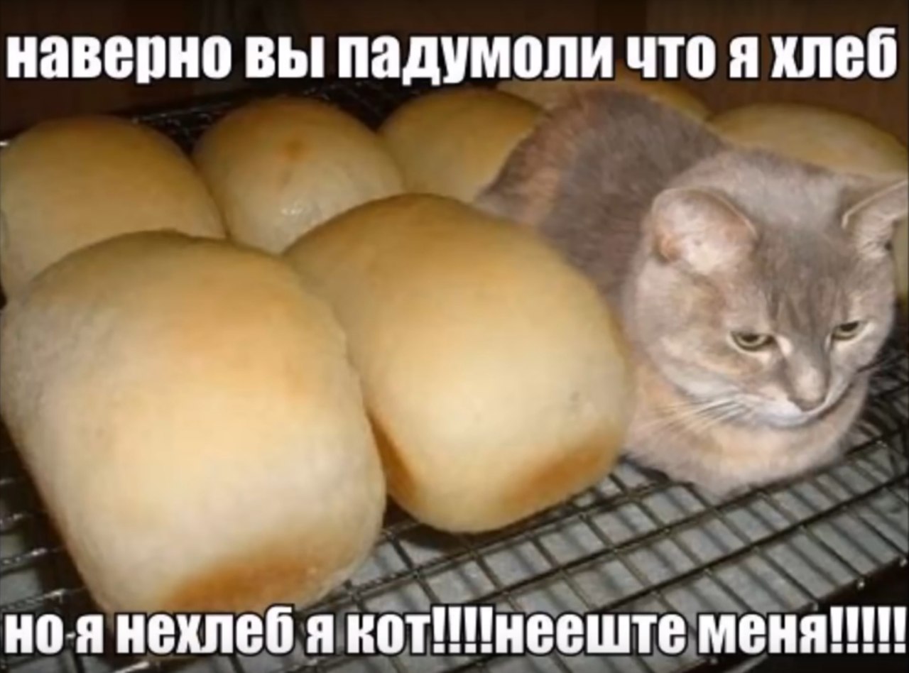 Наверно вы падумоли что я хлеб, но-я нехлеб я кот Кошка лежит среди булочек и не хочет, чтобы её съели.