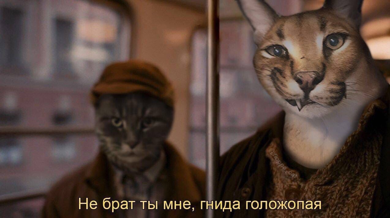 Не брат ты мне, гнида голожопая Мем с котом в кепке и рысью в одежде, которая говорит: "Не брат ты мне, гнида голожопая"