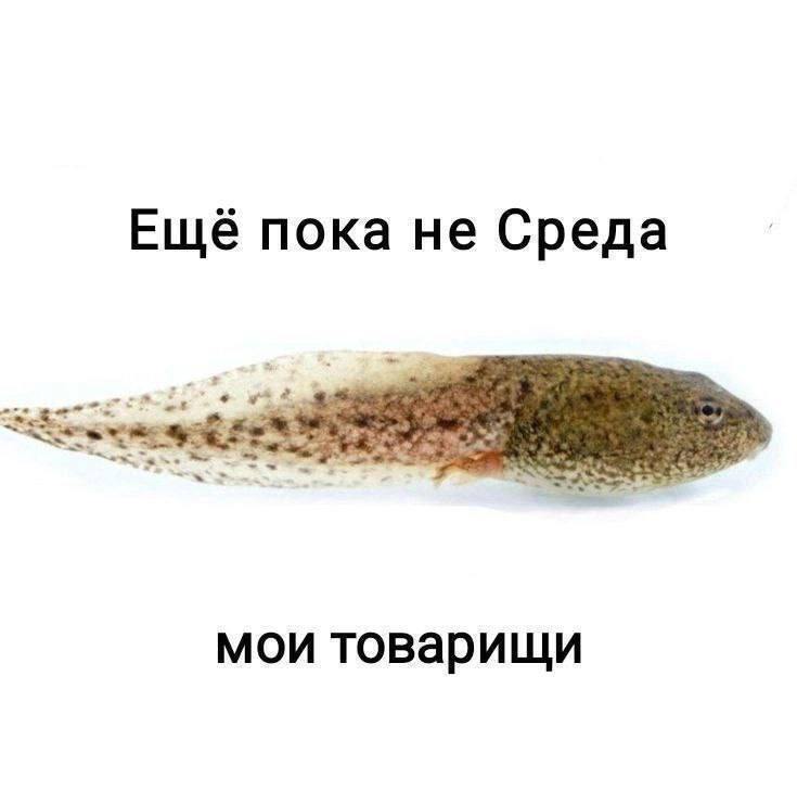 Ещё пока не Среда Головастик и текст «Ещё пока не Среда, мои товарищи».