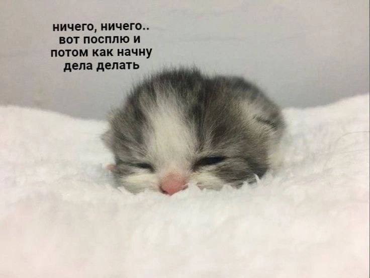 Ничего, ничего.. вот посплю и потом как начну дела делать Маленький котенок спит на белом одеяле с надписью "Ничего, ничего.. вот посплю и потом как начну дела делать"