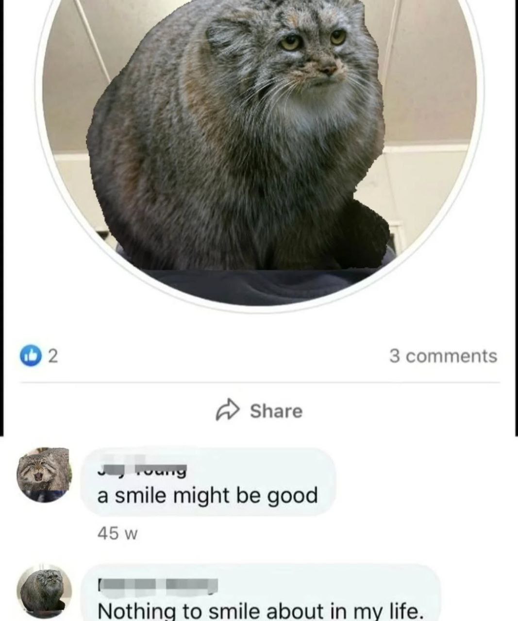 Nothing to smile about in my life Манул Nothing to smile about in my life