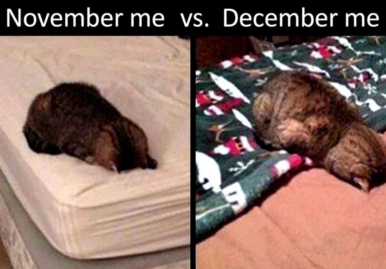 November me vs December me Сравнение состояния кота, символизирующего человека, в ноябре и декабре