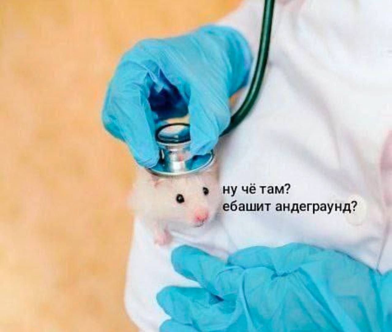 Ну чё там? Ебашит андеграунд? Врач слушает хомяка стетоскопом с надписью: "Ну чё там? Ебашит андеграунд?"