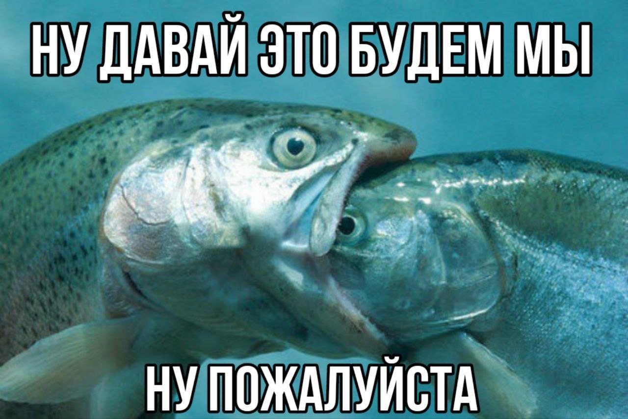 Ну давай это будем мы, ну пожалуйста Мем с двумя рыбами, одна из которых кусает другую за голову и произносит: «Ну давай это будем мы, ну пожалуйста»