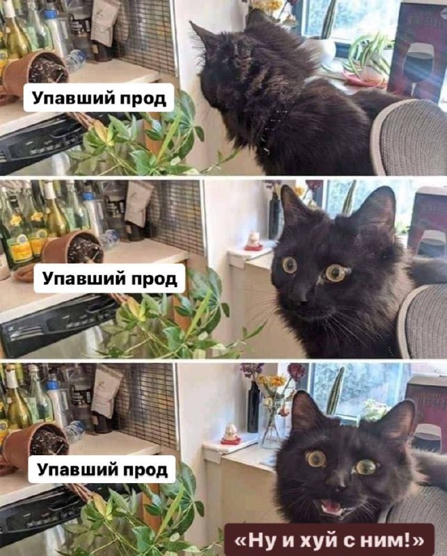 Ну и хуй с ним Мем с котом и упавшим горшком, где кот говорит «Ну и хуй с ним»