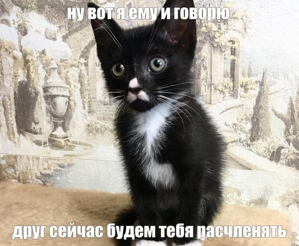 Маленький черно-белый котенок с надписью «Ну вот я ему и говорю: друг, сейчас будем тебя расчленять»