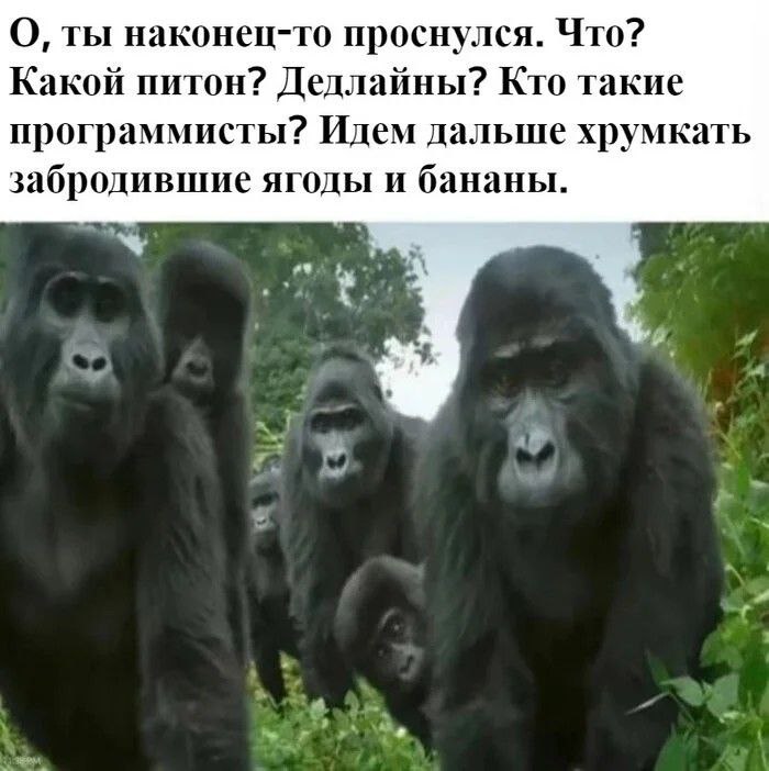 О, ты наконец-то проснулся. Какой питон? Мем с гориллами и подписью: О, ты наконец-то проснулся. Что? Какой питон? Дедлайны? Кто такие программисты? Идем дальше хрумкать забродившие ягоды и бананы.