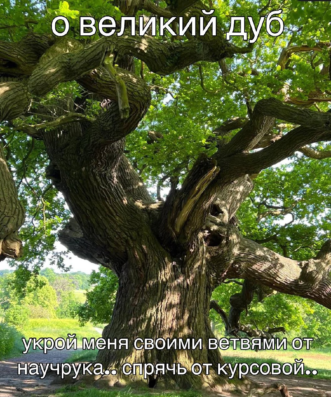 О великий дуб, укрой меня от научрука Мем с огромным, старым дубом и просьбой спрятать от научрука и курсовой