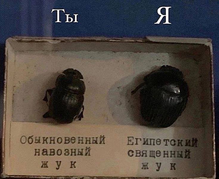 Обыкновенный навозный жук и египетский священный жук Мем с двумя жуками: обыкновенным навозным жуком и египетским священным жуком. Над жуками надписи «Ты» и «Я» соответственно.