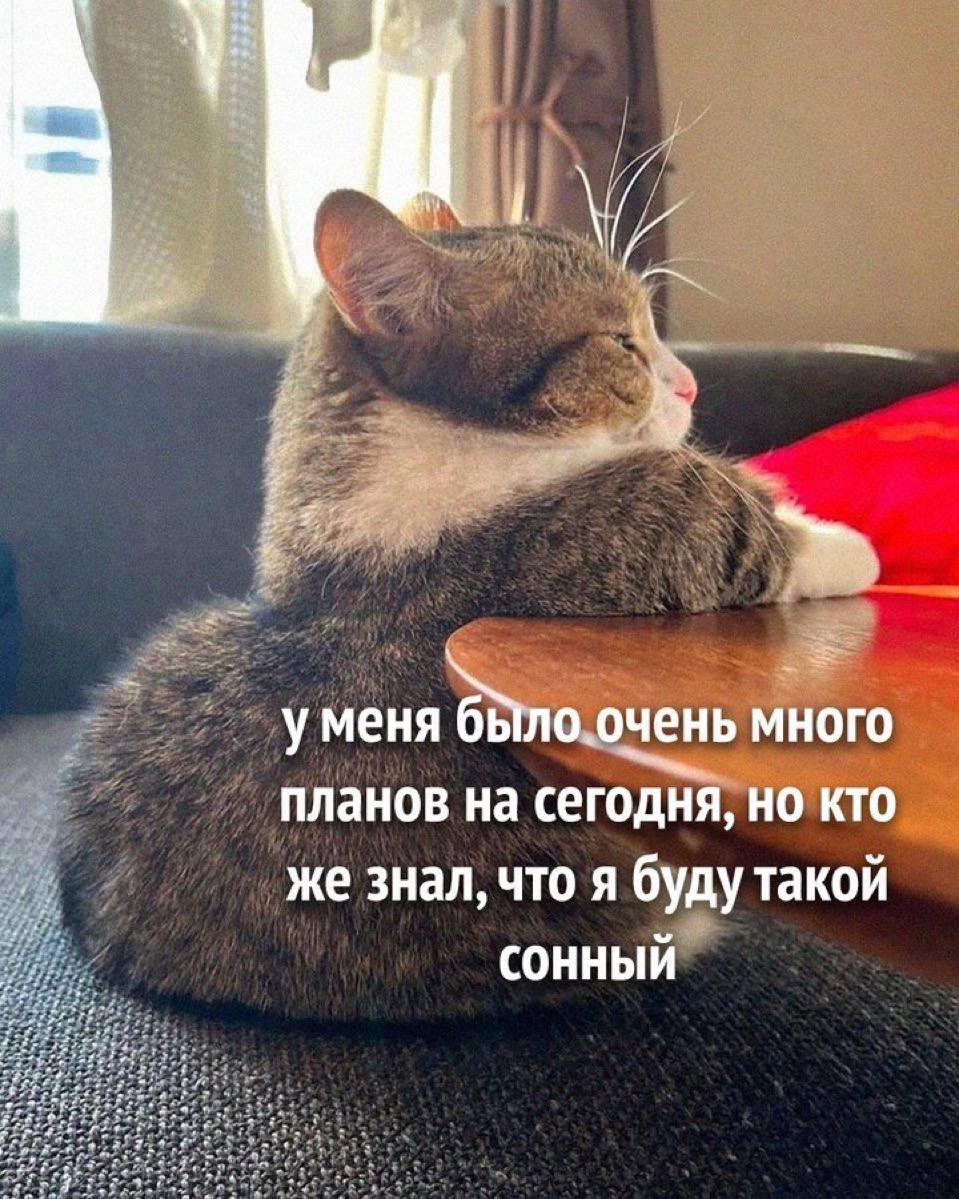Очень сонный кот Мем про очень сонного кота, который не хочет ничего делать из-за сонливости