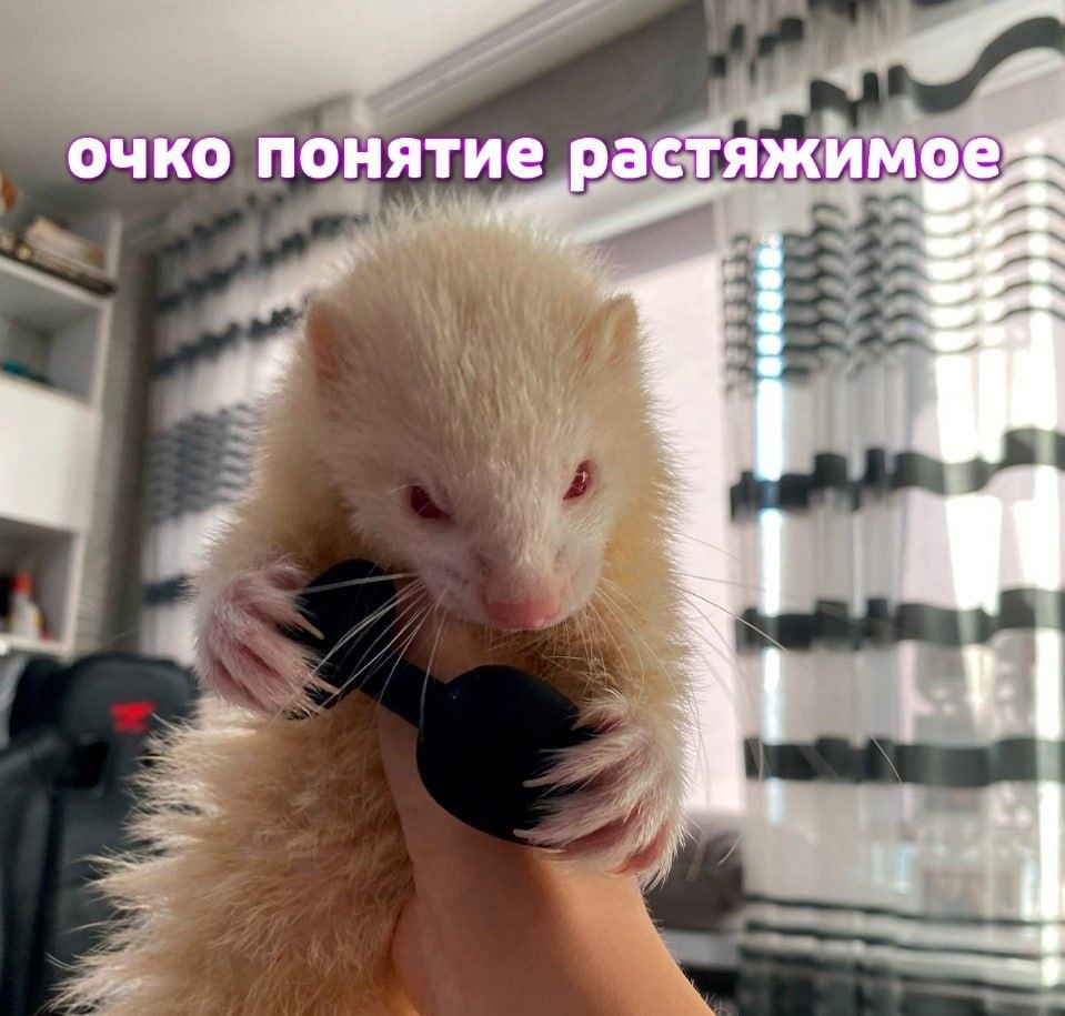 Сердитый маленький хорёк с надписью «Очко понятие растяжимое».