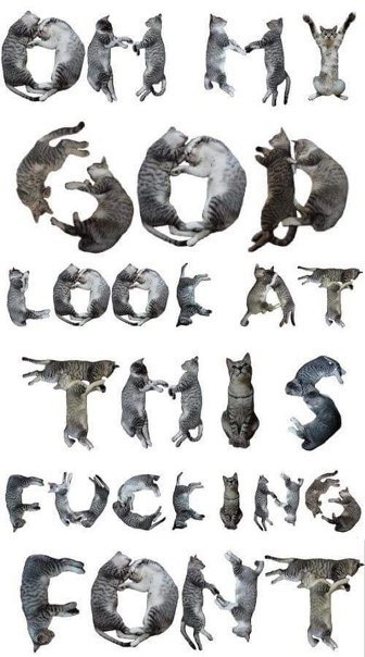 Шрифт из котов oh my god look at this fucking font Надпись на английском языке из котов «Oh my god look at this fucking font»