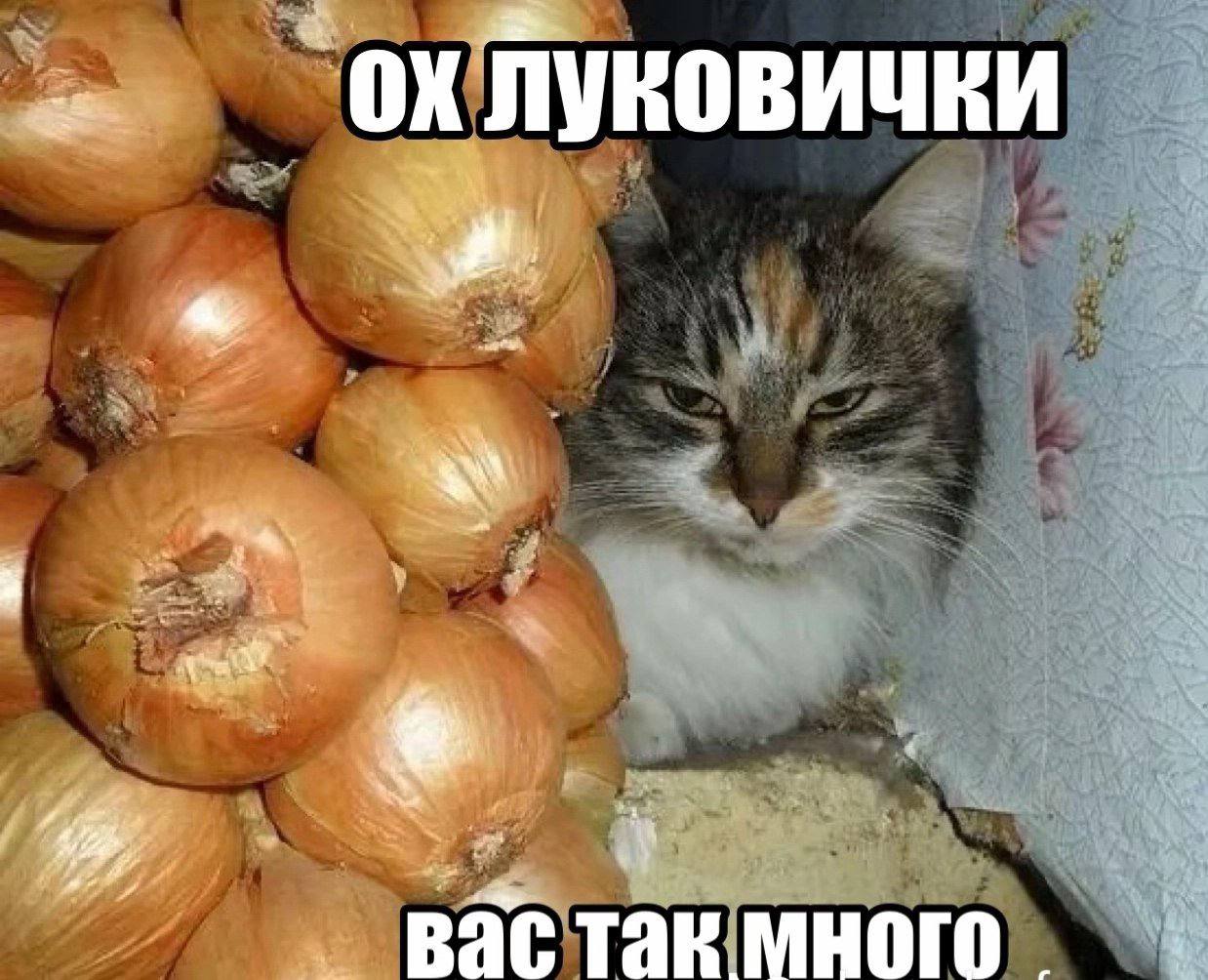 Недовольный пушистый кот сидит рядом с большой кучей лука и жалуется: «Ох луковички, вас так много».