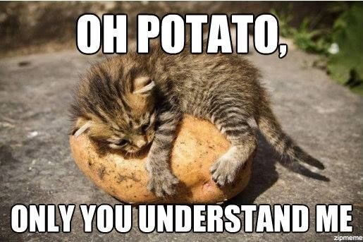 Oh potato, only you understand me Котенок лежит на картофелине с надписью "О, картошка, только ты меня понимаешь"