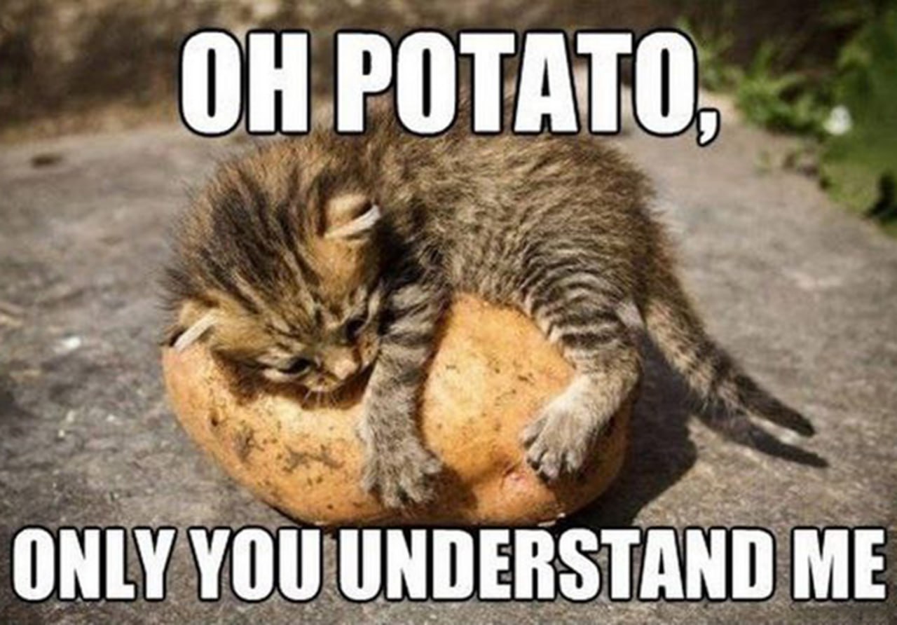 Oh potato, only you understand me Котёнок обнимает картошку и говорит ей: "О, картошка, только ты меня понимаешь"