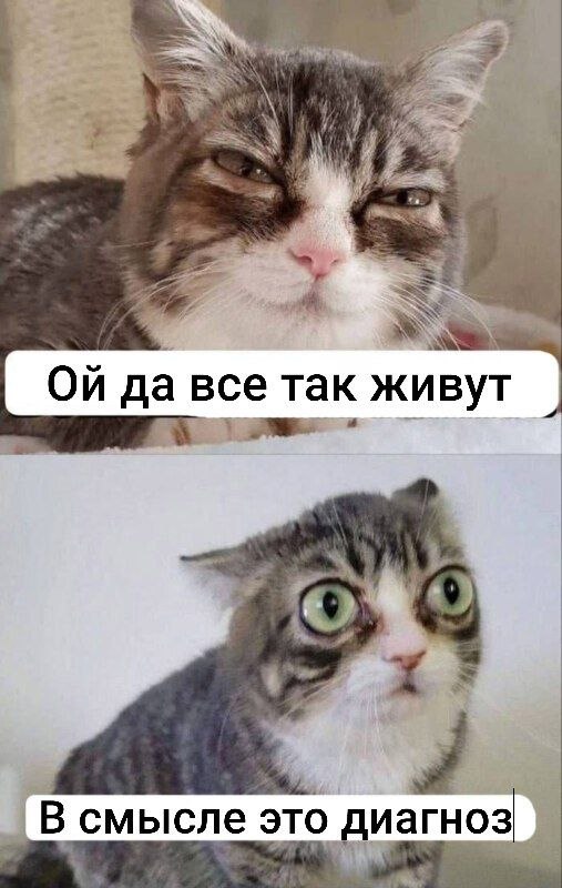 Два кадра с котом: сначала он равнодушно говорит «Ой да все так живут», а потом в шоке переспрашивает «В смысле это диагноз»
