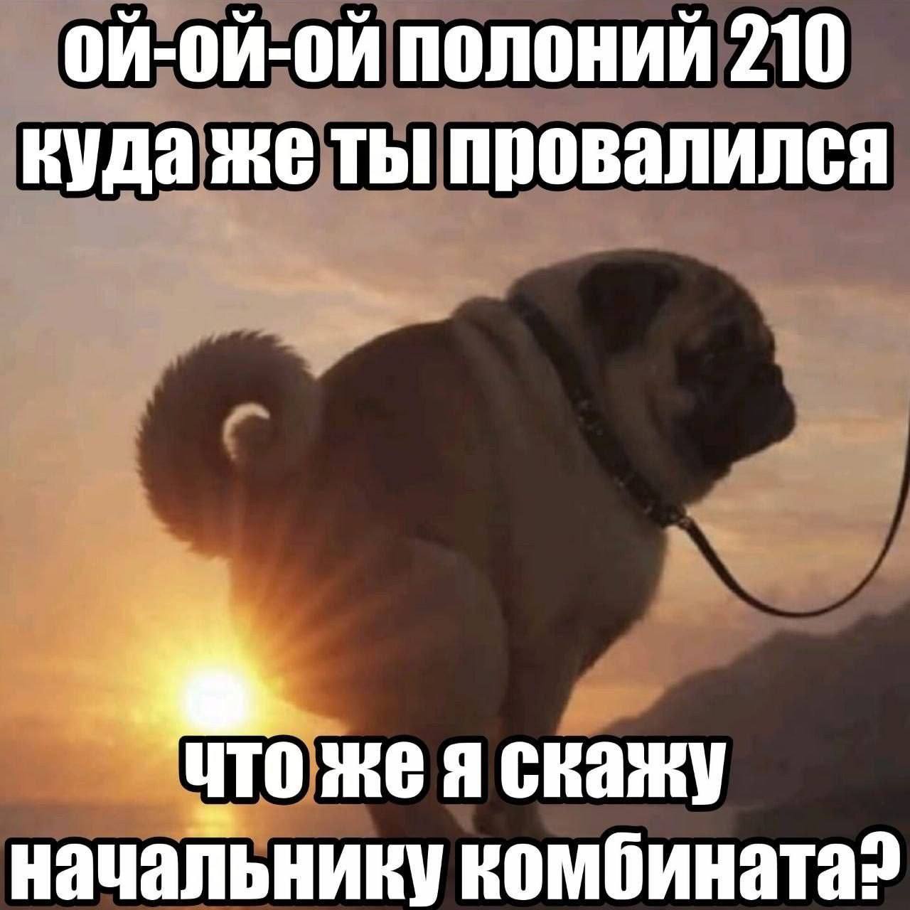 Мопс на фоне заката с надписью «Ой-ой-ой полоний 210, куда же ты провалился, что же я скажу начальнику комбината?»
