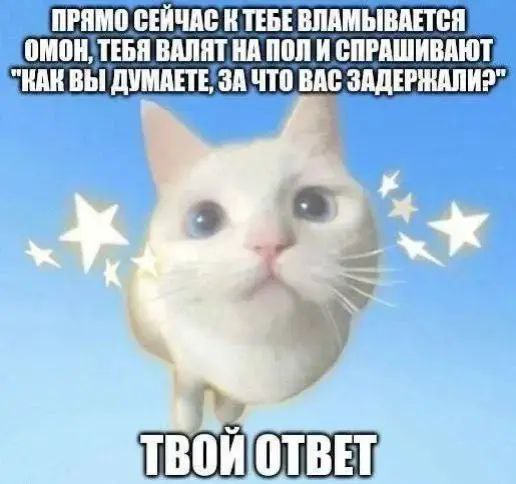 Прямо сейчас к тебе вламывается ОМОН Кот с голубыми глазами и звездами на голубом фоне в меме "Прямо сейчас к тебе вламывается ОМОН".