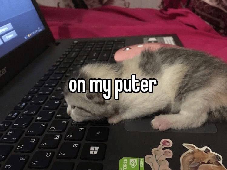 On my puter Котёнок на ноутбуке с надписью «on my puter»