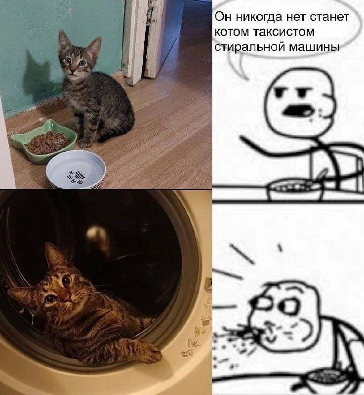 Он никогда не станет котом таксистом стиральной машины Котёнок и кот в стиральной машине, а рядом мем с человеком, который говорит "Он никогда не станет котом таксистом стиральной машины" и давится едой