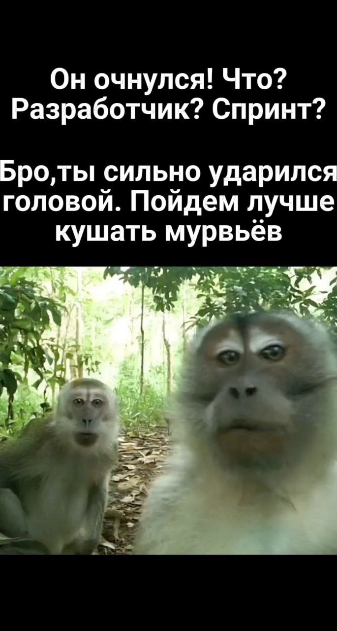 Он очнулся! Разработчик? Спринт? Мем с двумя обезьянами и текстом "Он очнулся! Что? Разработчик? Спринт? Бро, ты сильно ударился головой. Пойдем лучше кушать муравьёв".