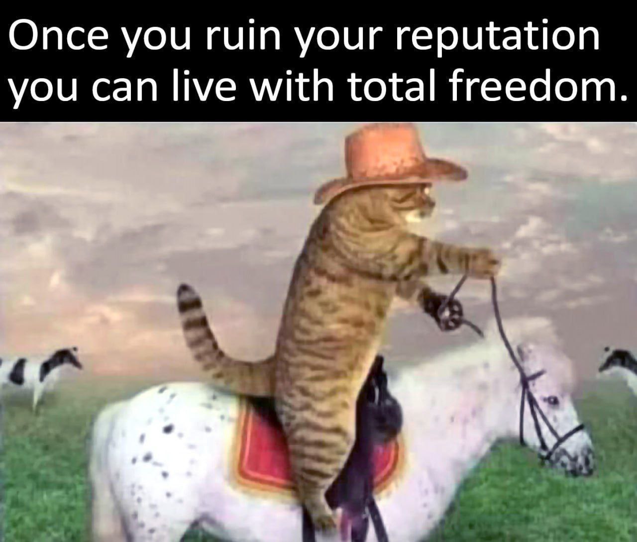 Кот в ковбойской шляпе едет на лошади и надпись «Once you ruin your reputation you can live with total freedom»