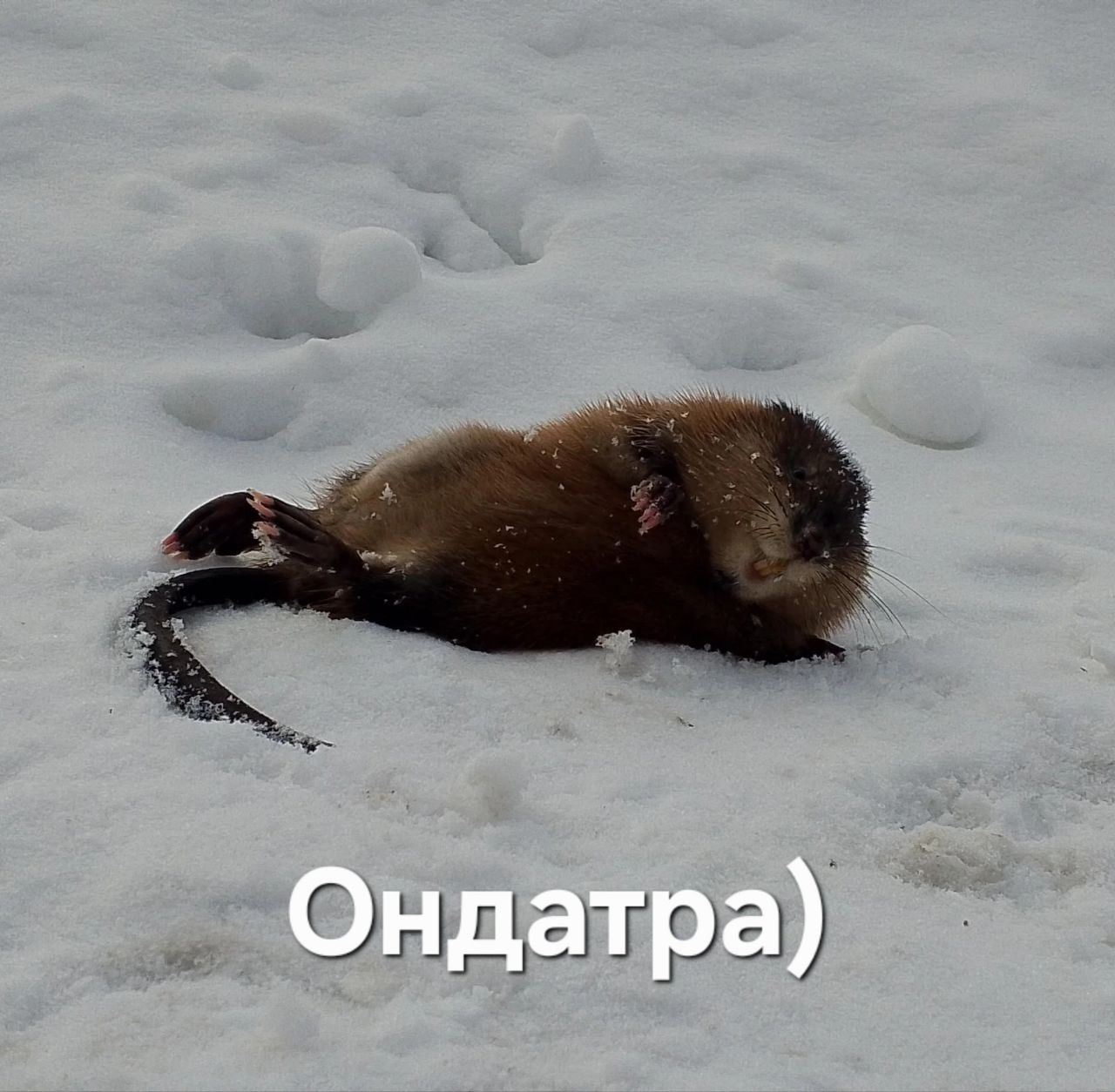 Ондатра в снегу Фотография ондатры, лежащей на снегу, с текстом "Ондатра)" внизу. Она выглядит немного потрепанной, но живой и даже почесывает себя, что придает изображению забавный и трогательный вид.