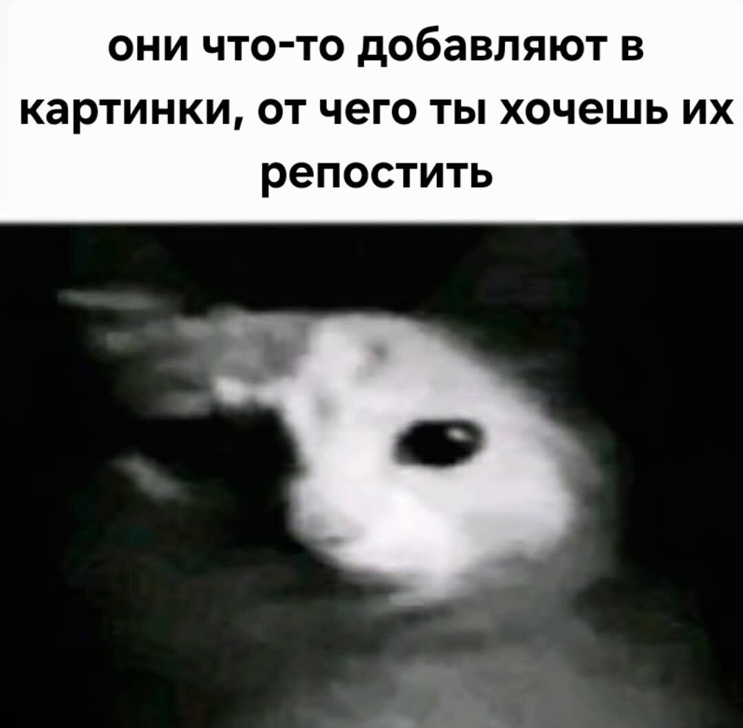 Размытый белый кот с огромными глазами и подписью про картинки, которые хочется репостить.